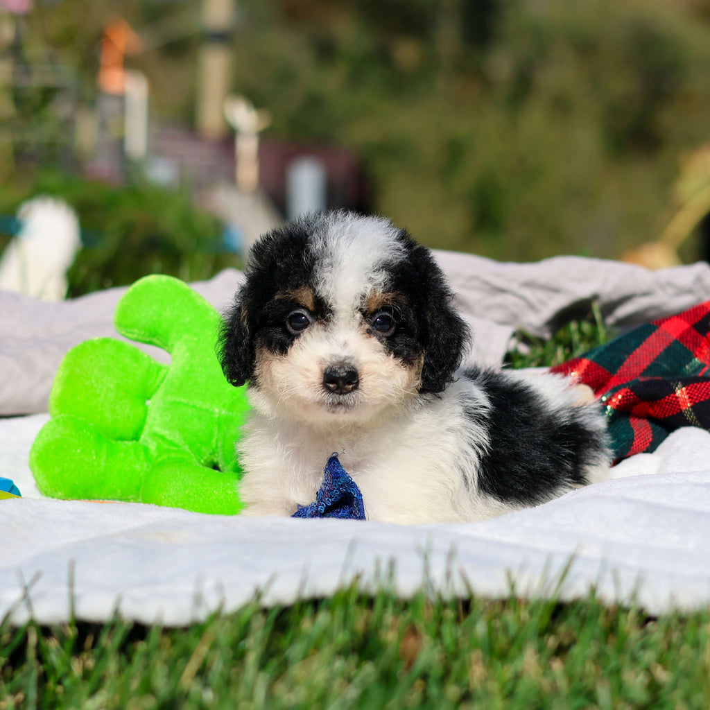 Alvin - Available 10/29