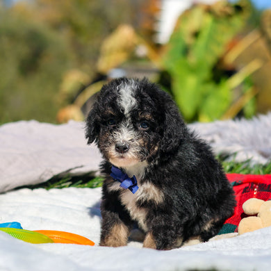 Archer - Available 10/29
