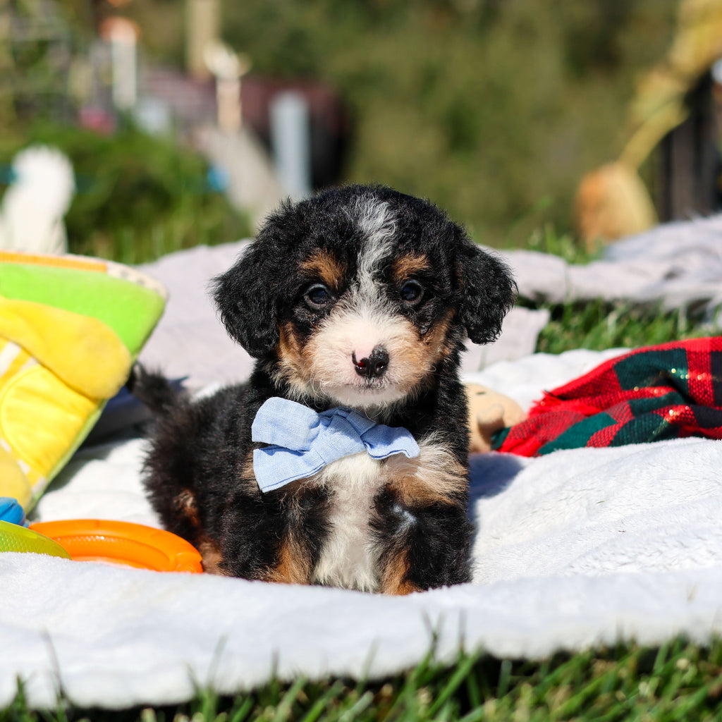 Artie - Available 10/29