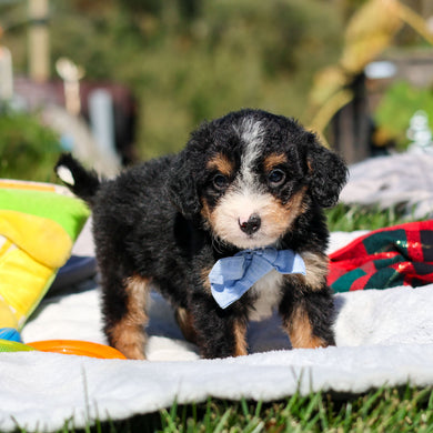 Artie - Available 10/29
