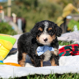 Artie - Available 10/29