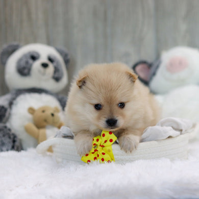 Petey - Available 11/12