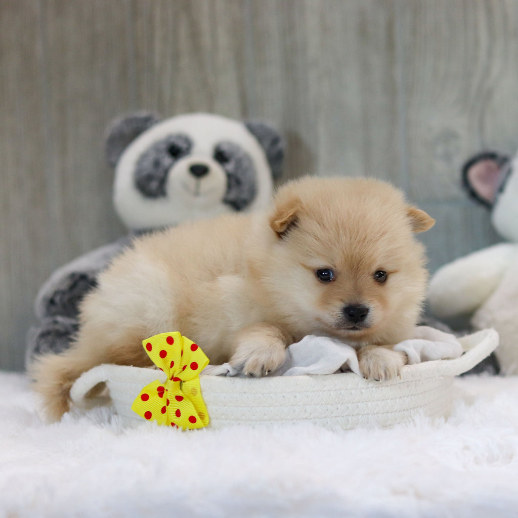 Petey - Available 11/12