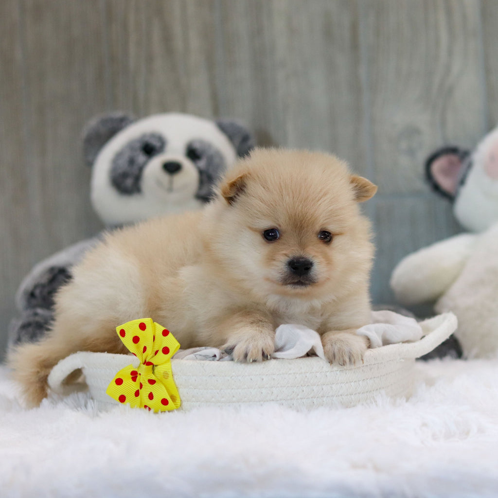 Petey - Available 11/12