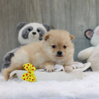Petey - Available 11/12