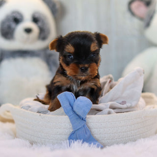 Lionel - Available 11/19