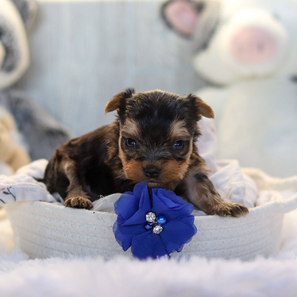 Loki - Available 11/19