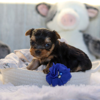 Loki - Available 11/19