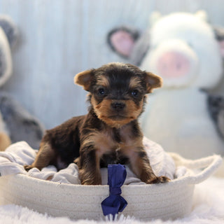 Lenny - Available 11/19