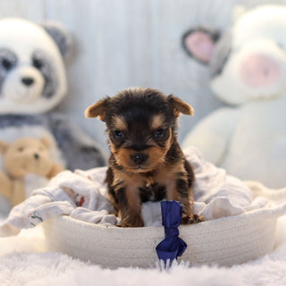 Lenny - Available 11/19