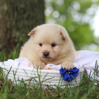 Blaine - Available Now