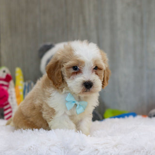 Jace - Available 10/29