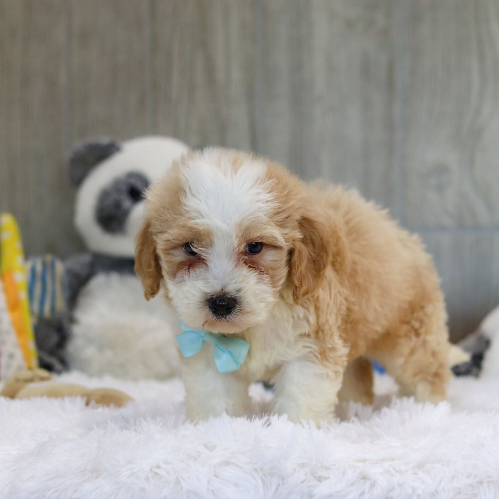 Jace - Available 10/29