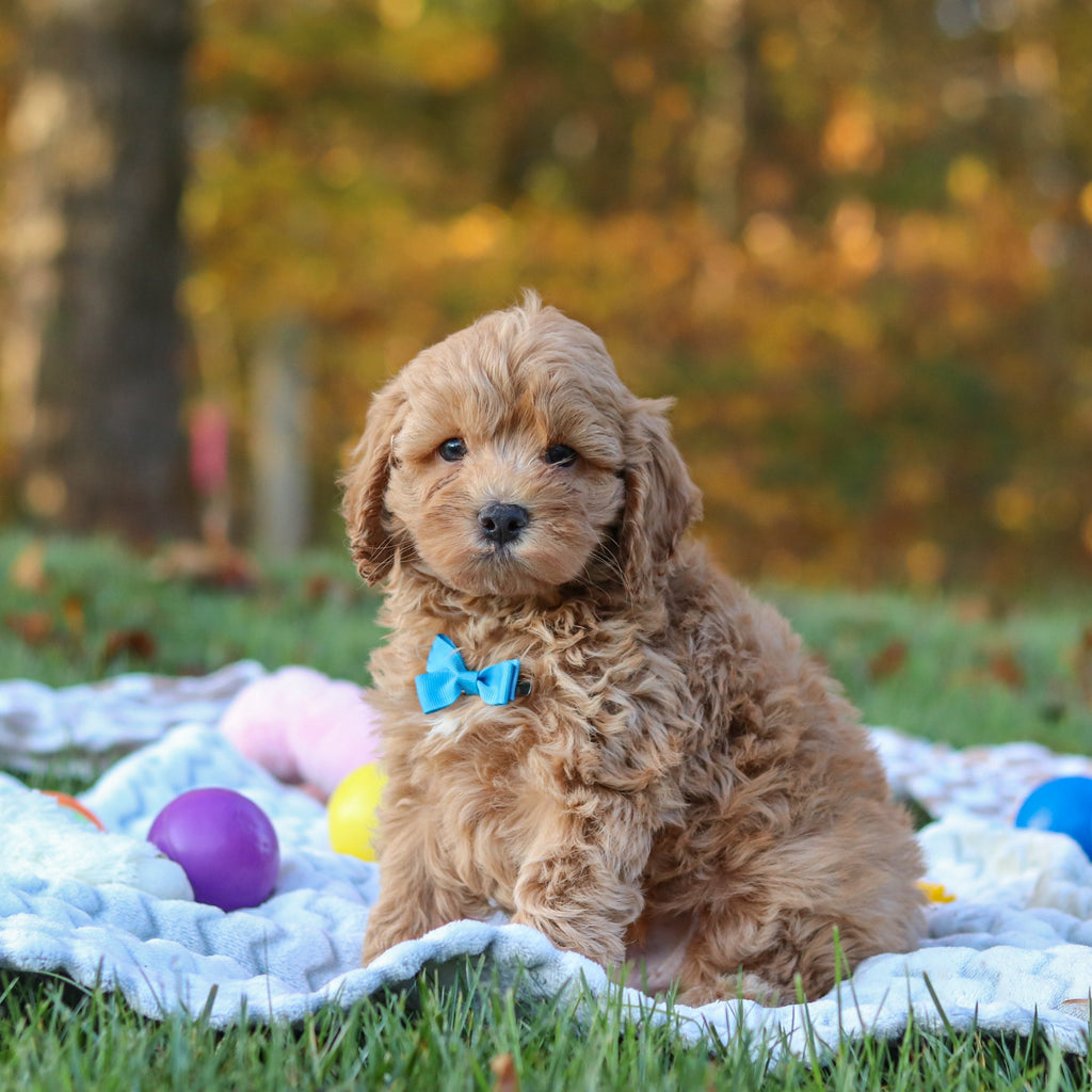 Carter - Available 11/5