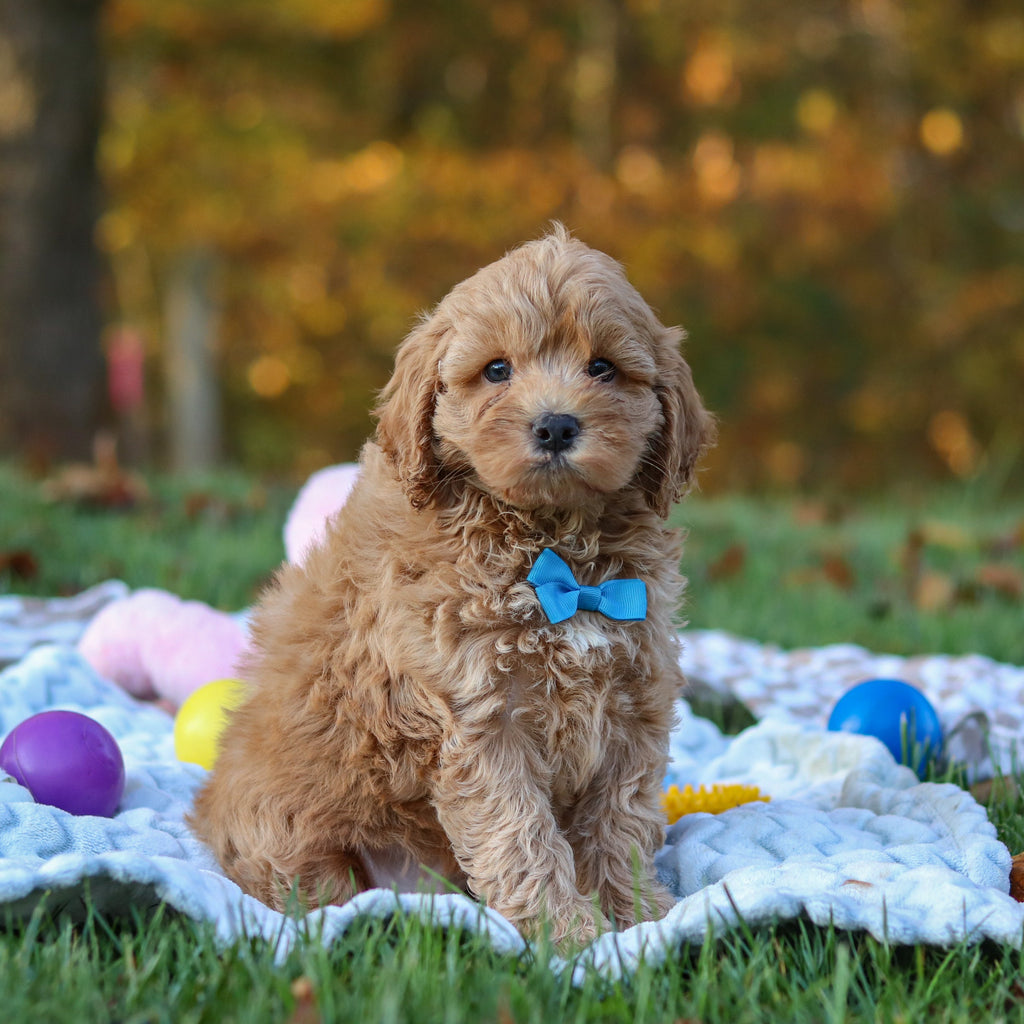 Carter - Available 11/5