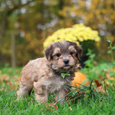 Sanford - Available 10/29