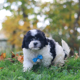 Grover - Available 10/29