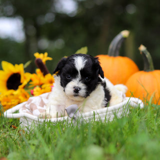 Grover - Available 10/29
