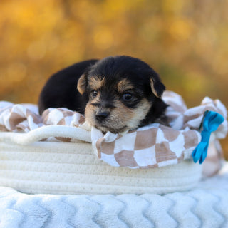 Barker - Available 12/3