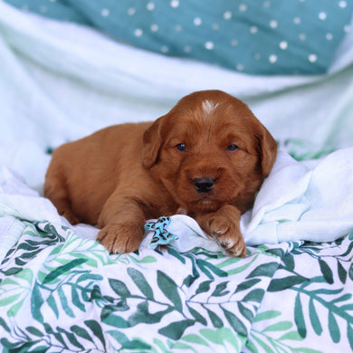 Johnny - Available 5/14