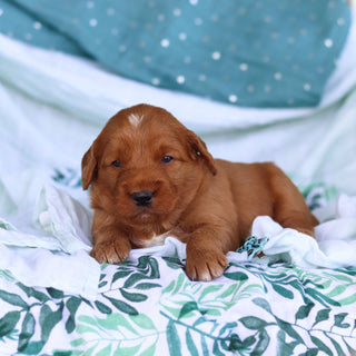 Johnny - Available 5/14