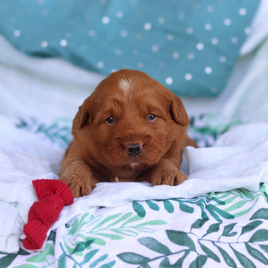 Jasper - Available 5/14