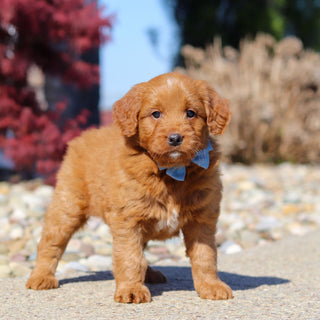 Jasper - Available 5/14