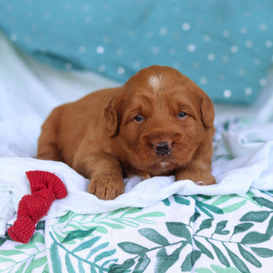 Jasper - Available 5/14