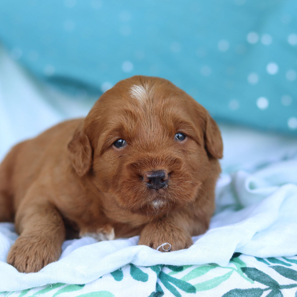 Jasper - Available 5/14