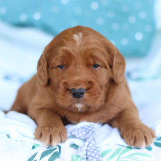 Joey - Available 5/14