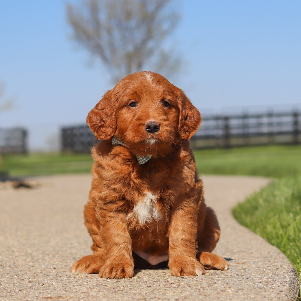 Jack - Available 5/14