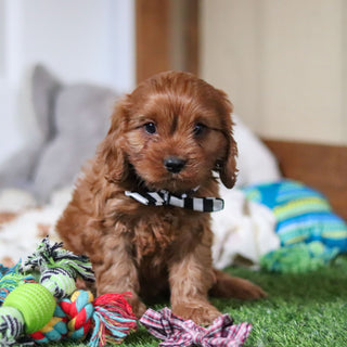 Hank - Available Now
