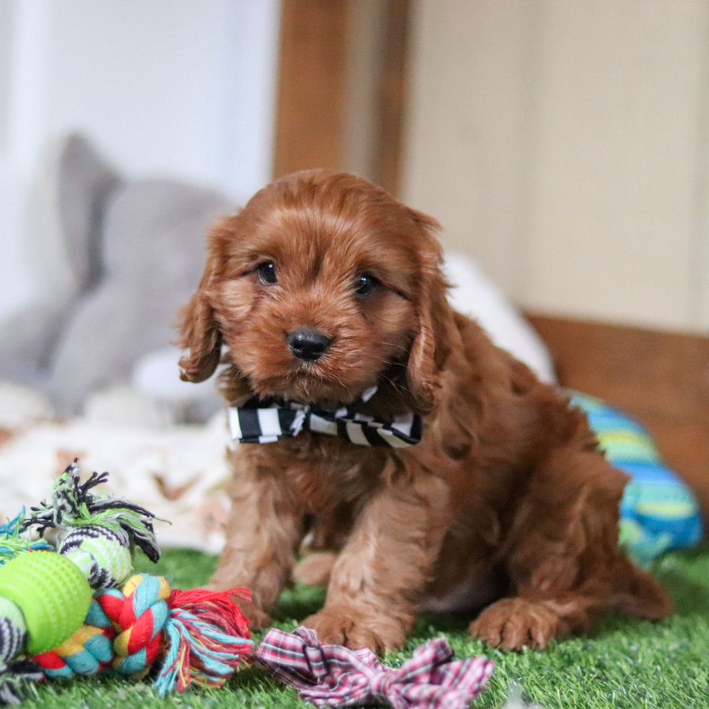 Hank - Available Now