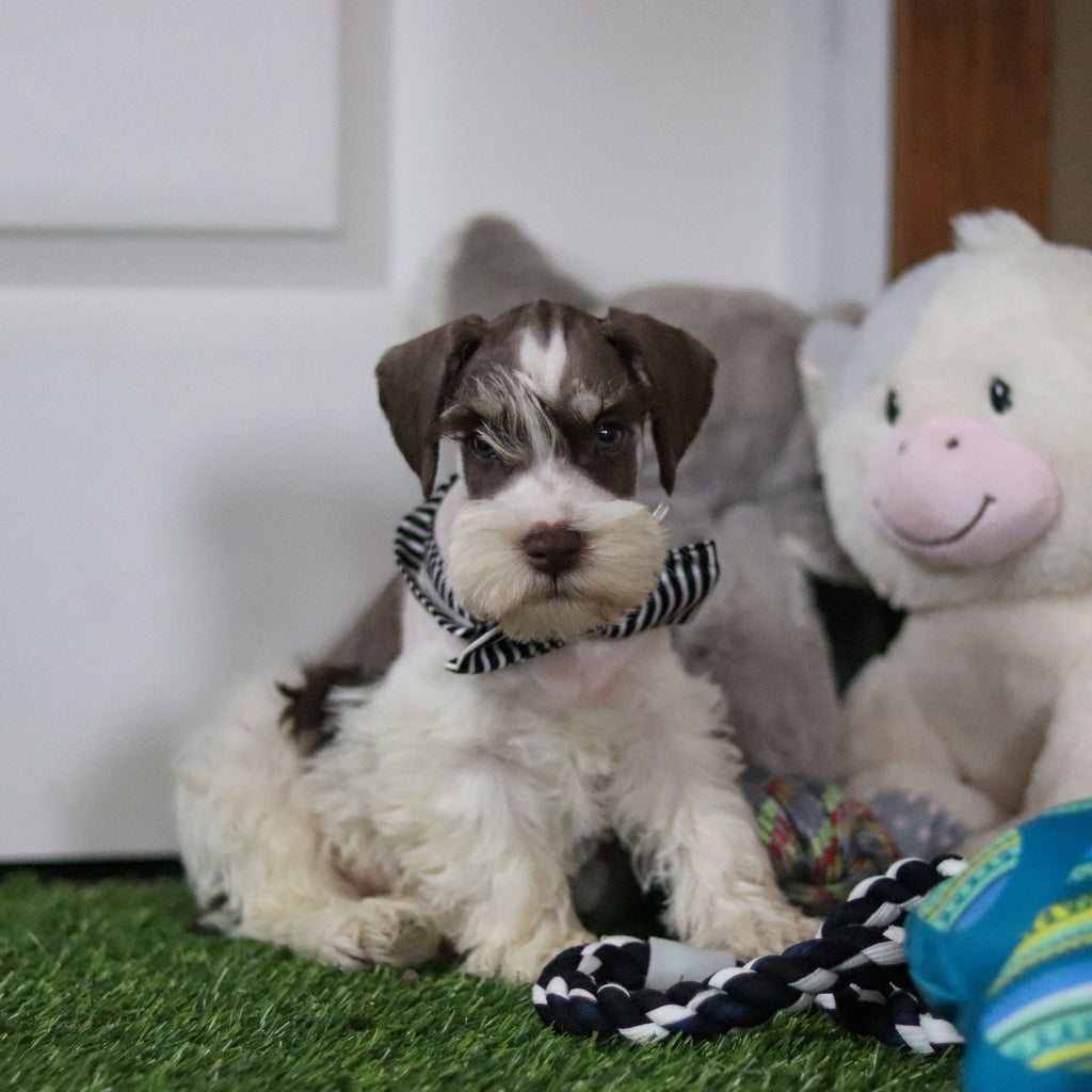 Albie - Available Now
