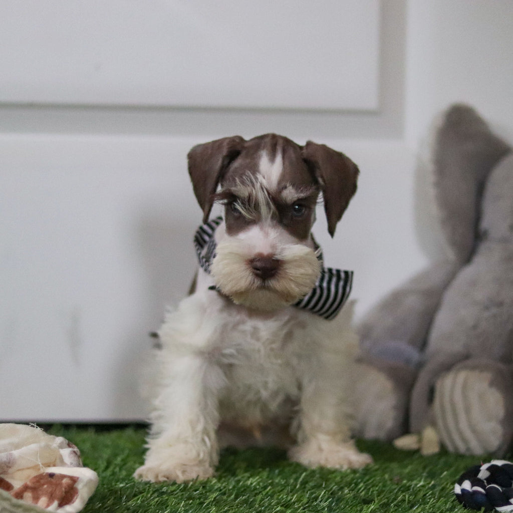 Albie - Available Now