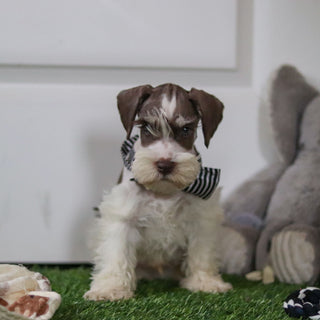 Albie - Available Now