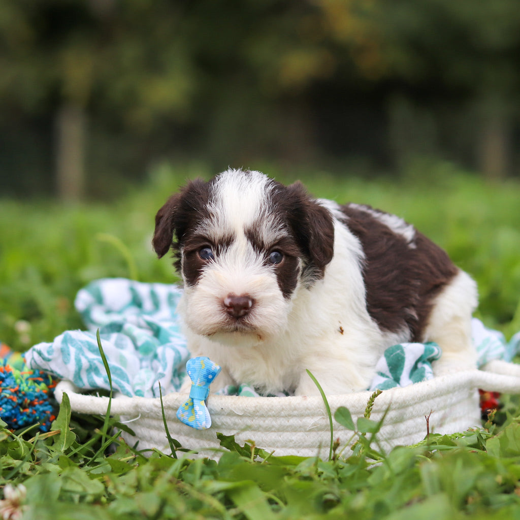 Albie - Available Now