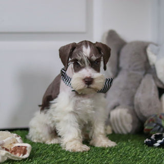 Albie - Available Now