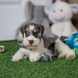 Albie - Available Now