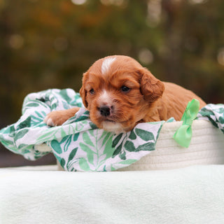 Jerry - Available 11/19