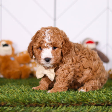 Morris - Available 2/26