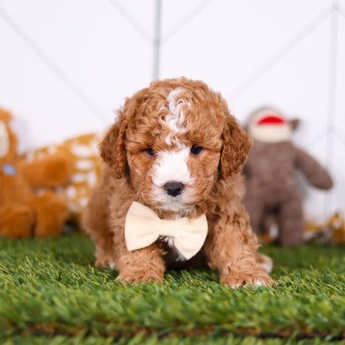 Morris - Available 2/26