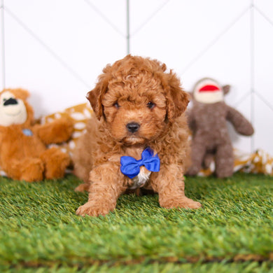 Mills - Available 2/26