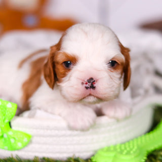 Perry - Available 3/19