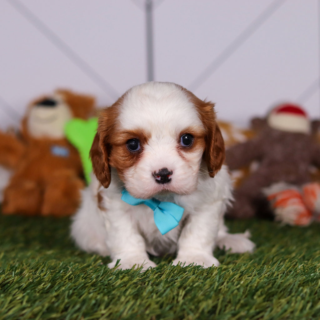 Perry - Available 3/19