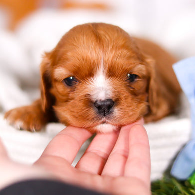 Pauly - Available 3/19