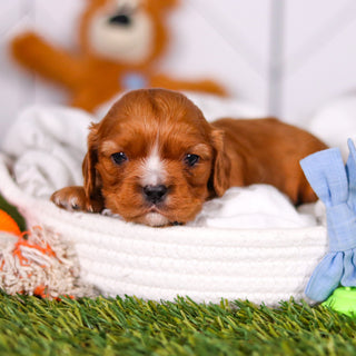 Pauly - Available 3/19