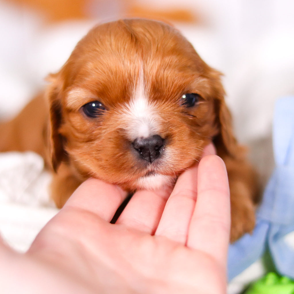 Pauly - Available 3/19