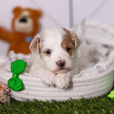 Hendrick - Available 3/19