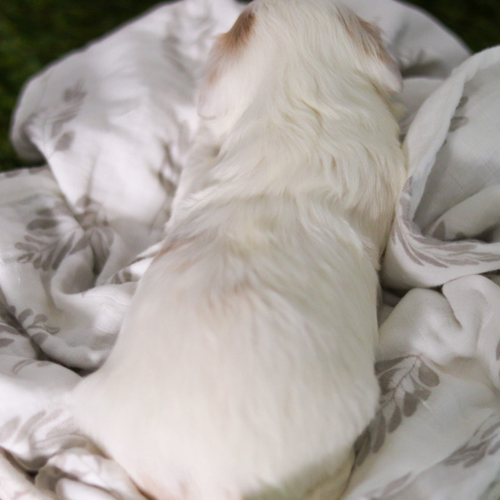 Hendrick - Available 3/19